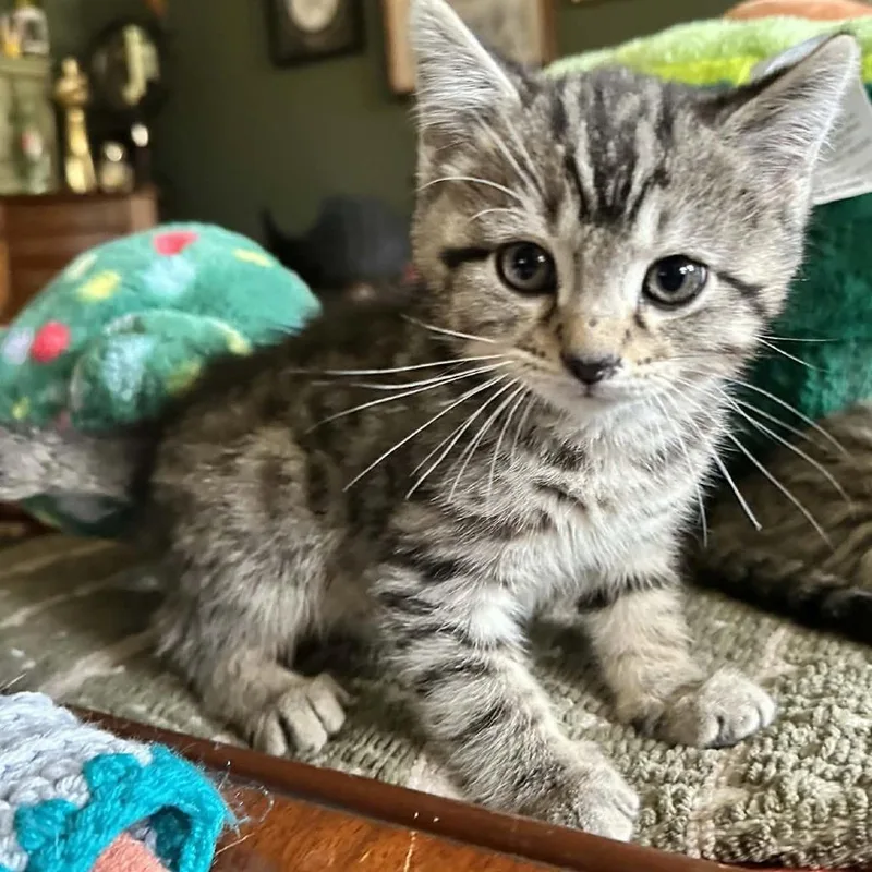 A baby small-sized male Domestic Short Hair cat named Drax for adoption in Greenville, PA