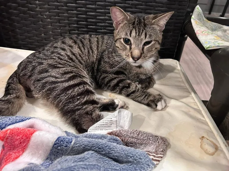 An adult medium-sized male Black & White / Tuxedo Domestic Short Hair cat named Busser for adoption in New Cumberland, WV