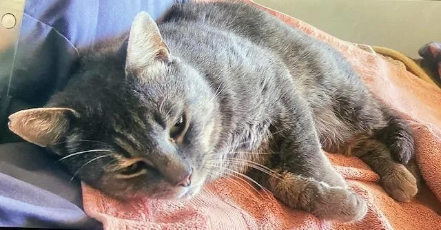 An adult medium-sized male Tabby (Gray / Blue / Silver) Domestic Short Hair cat named Jorge The Cowboy for adoption in Salisbury, MA