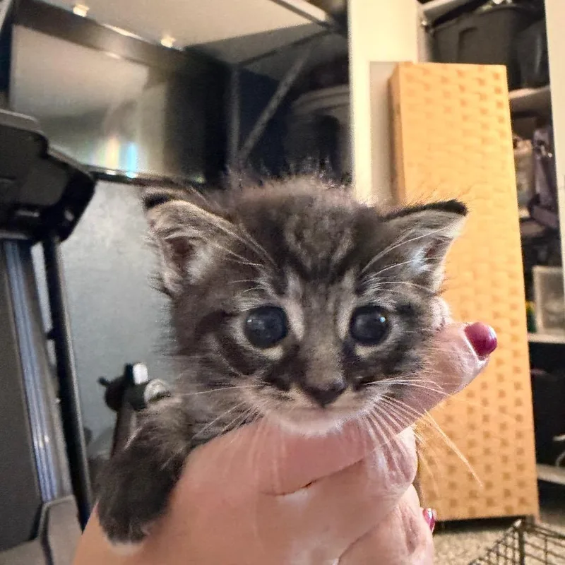 A baby small-sized male Brown / Chocolate Domestic Medium Hair cat named Crash At Crush for adoption in Westminster, CA
