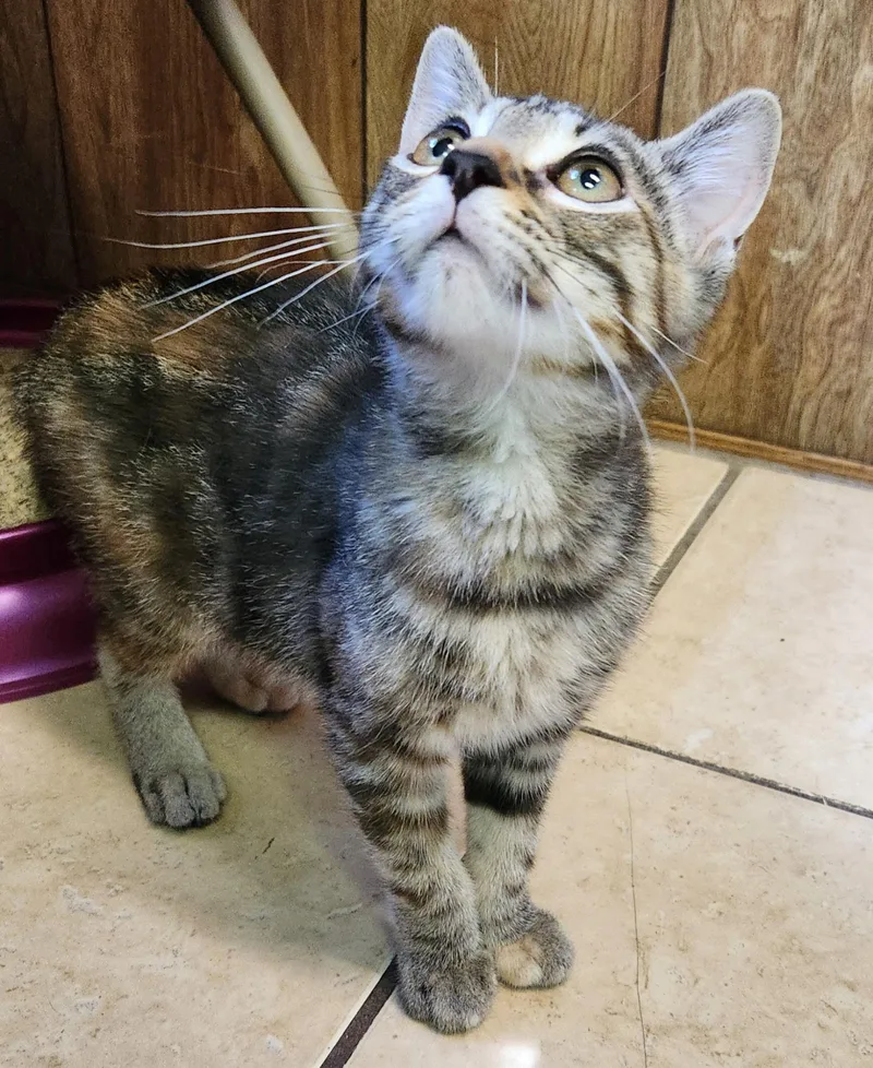 A baby medium-sized female Tabby cat named Gale for adoption in Linden, NJ