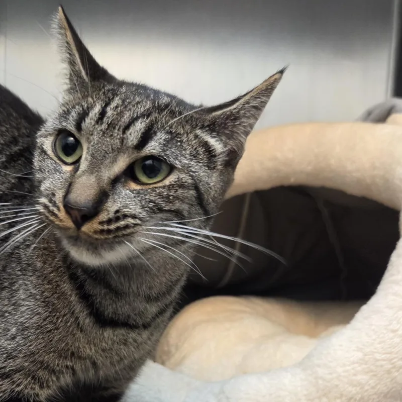 An adult medium-sized female Domestic Short Hair cat named Zuzu for adoption in Allyn, WA
