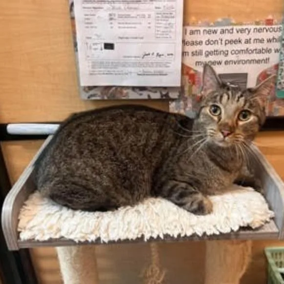 A young medium-sized male Tabby cat named Marty for adoption in Warr Acres, OK