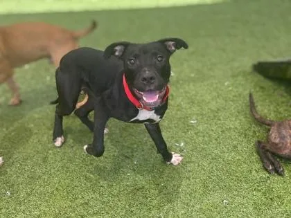 An adult medium-sized male Terrier dog named Typo for adoption in Gainesville, FL