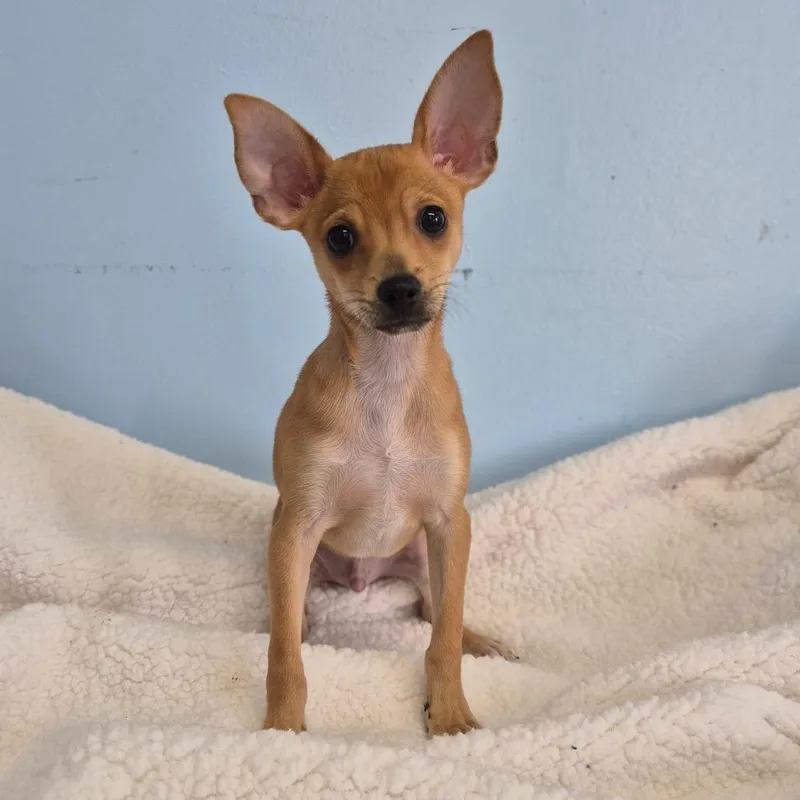 A baby small-sized male Chihuahua dog named Jude for adoption in Wahiawa, HI