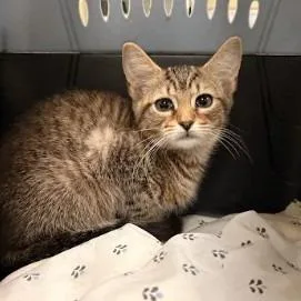 A baby small-sized male Brown / Chocolate Domestic Short Hair cat named Mr. Mistoffelees for adoption in Lynchburg, VA