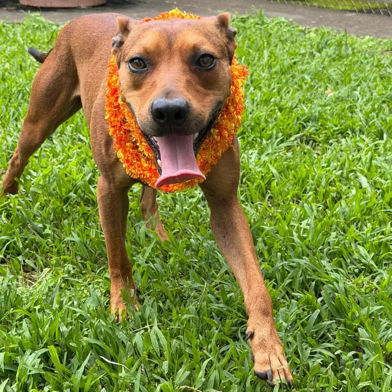 A young medium-sized male Brown / Chocolate Mixed Breed dog named Rusty for adoption in Volcano, HI