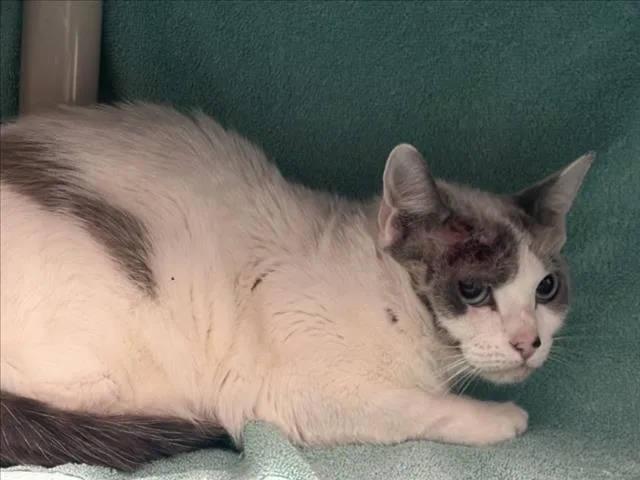 A young medium-sized female Domestic Short Hair cat named Perla for adoption in Derwood, MD