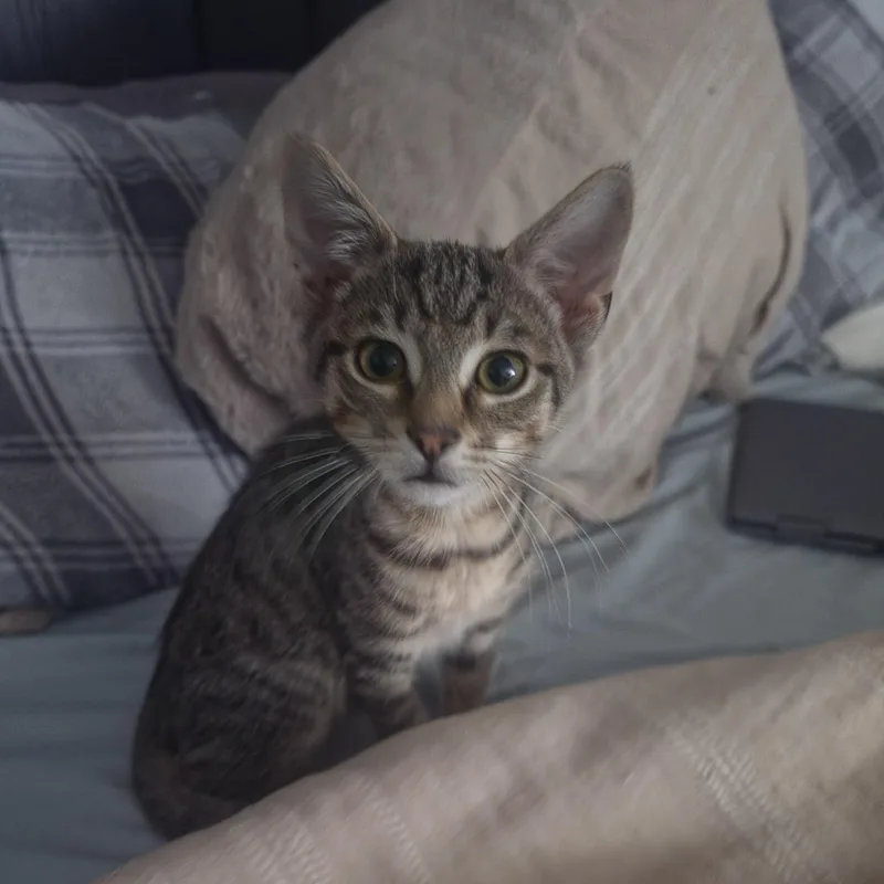 Ham