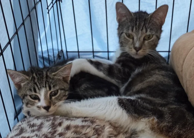 A baby medium-sized male Domestic Short Hair cat named Sage K for adoption in Trenton, NJ