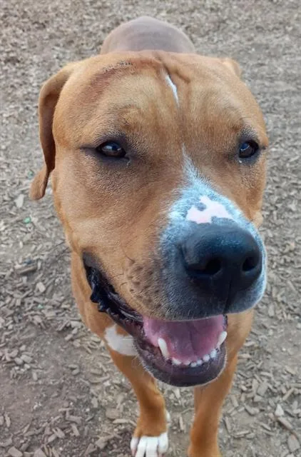An adult medium-sized male Pit Bull Terrier dog named Pogi for adoption in Albuquerque, NM