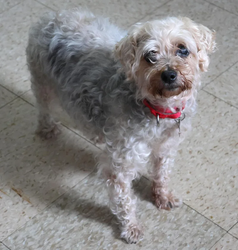 A senior small-sized female White / Cream Schnoodle dog named Arabella for adoption in Harrison, NY