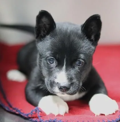 A baby small-sized female Mixed Breed dog named Angel for adoption in Walla Walla, WA