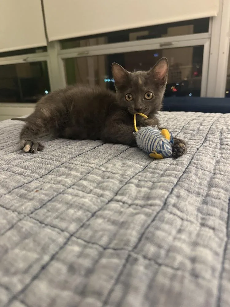 A baby medium-sized female Calico cat named Sully for adoption in Chicago, IL