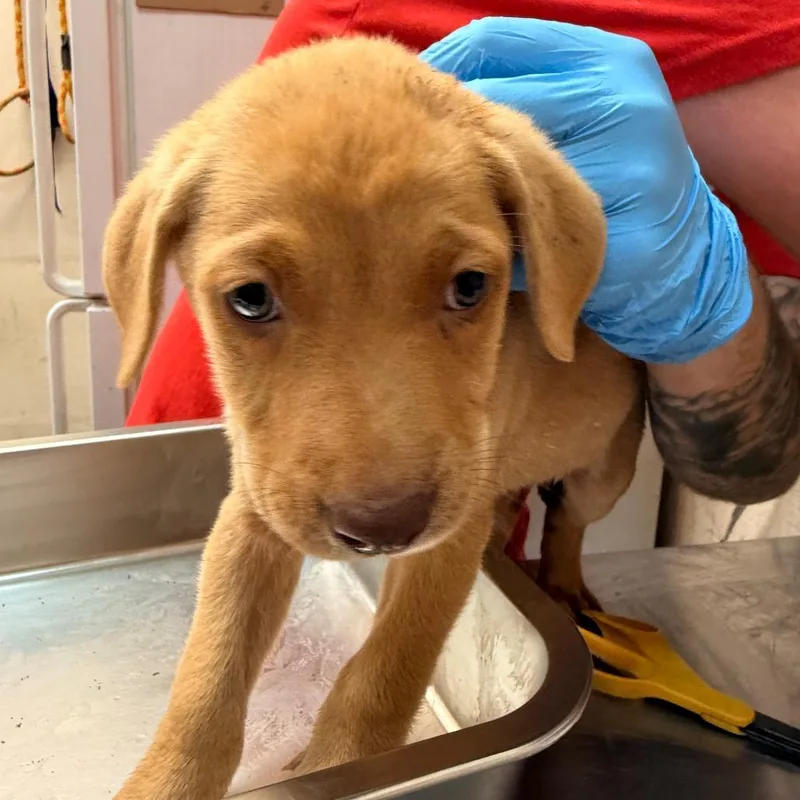 A baby small-sized male Yellow / Tan / Blond / Fawn Labrador Retriever dog named Ted for adoption in Birmingham, AL