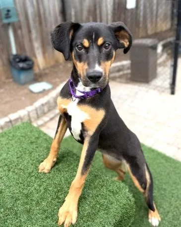 A young medium-sized female Coonhound dog named Kat for adoption in Washington, DC