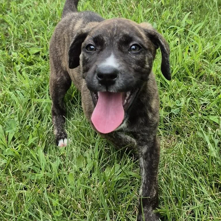 A baby medium-sized female Hound dog named Twix for adoption in Ellicott City, MD