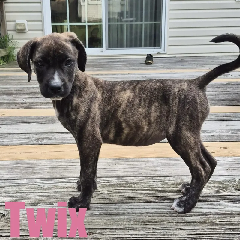 Twix thumbnail 5