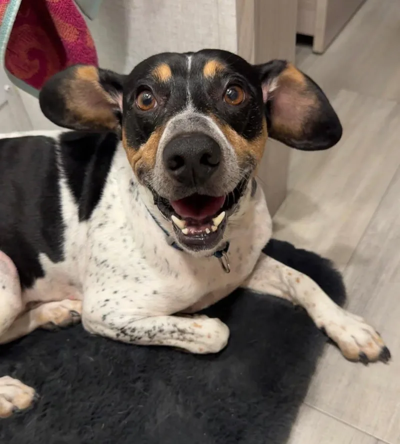 An adult small-sized male Cattle Dog dog named Cooper@ for adoption in Blue Springs, MO