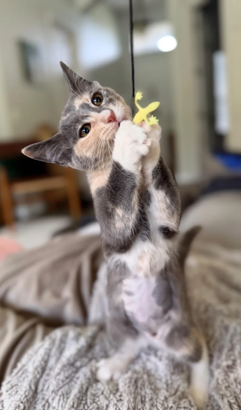 A baby medium-sized female Dilute Tortoiseshell Domestic Short Hair cat named Rosie for adoption in Lake Monroe, FL