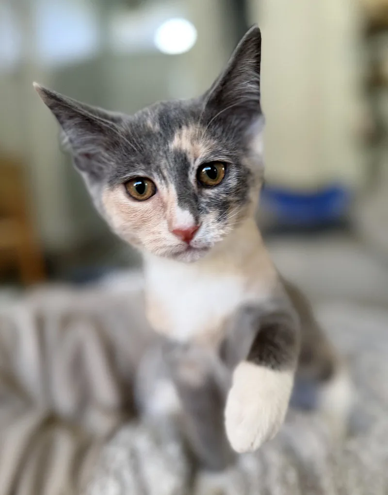 Rosie thumbnail 3