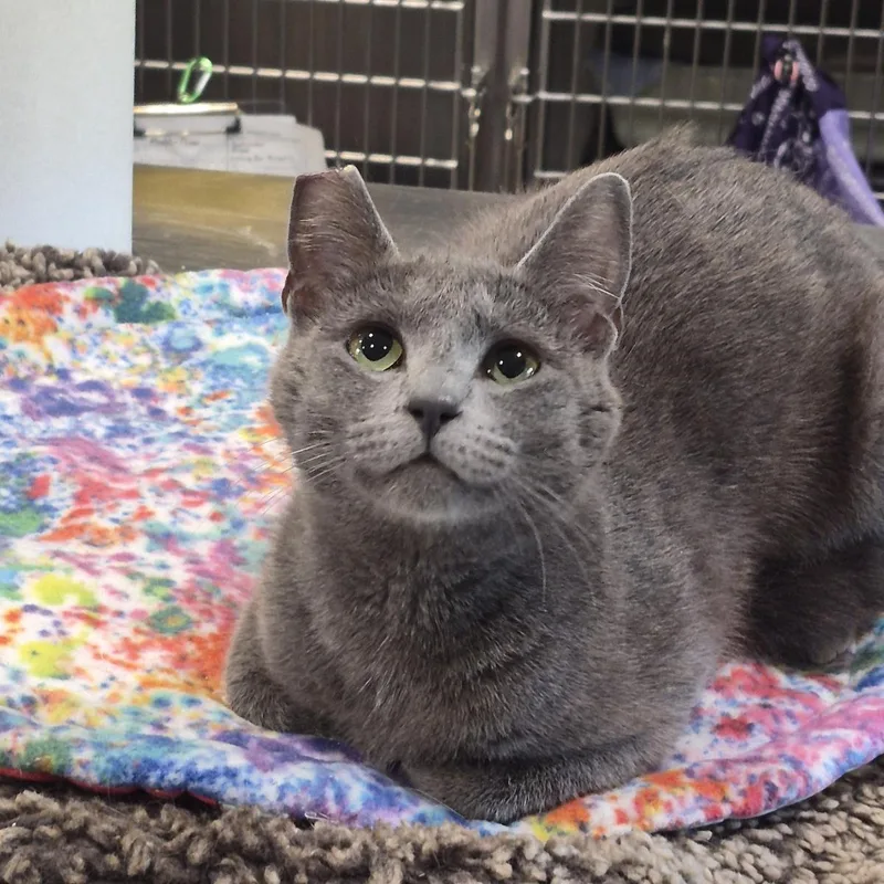 A young medium-sized female Domestic Short Hair cat named Desiree for adoption in Lincoln, CA