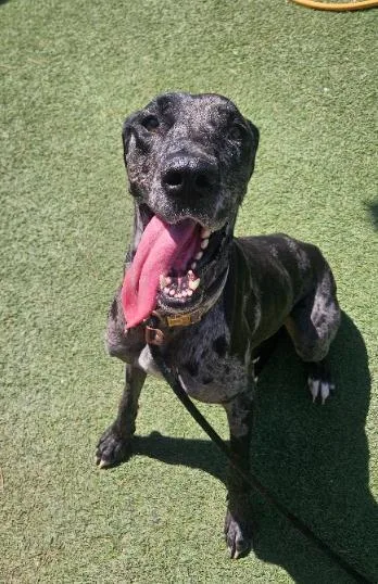 An adult large-sized female Great Dane dog named Jovy for adoption in Houston, TX