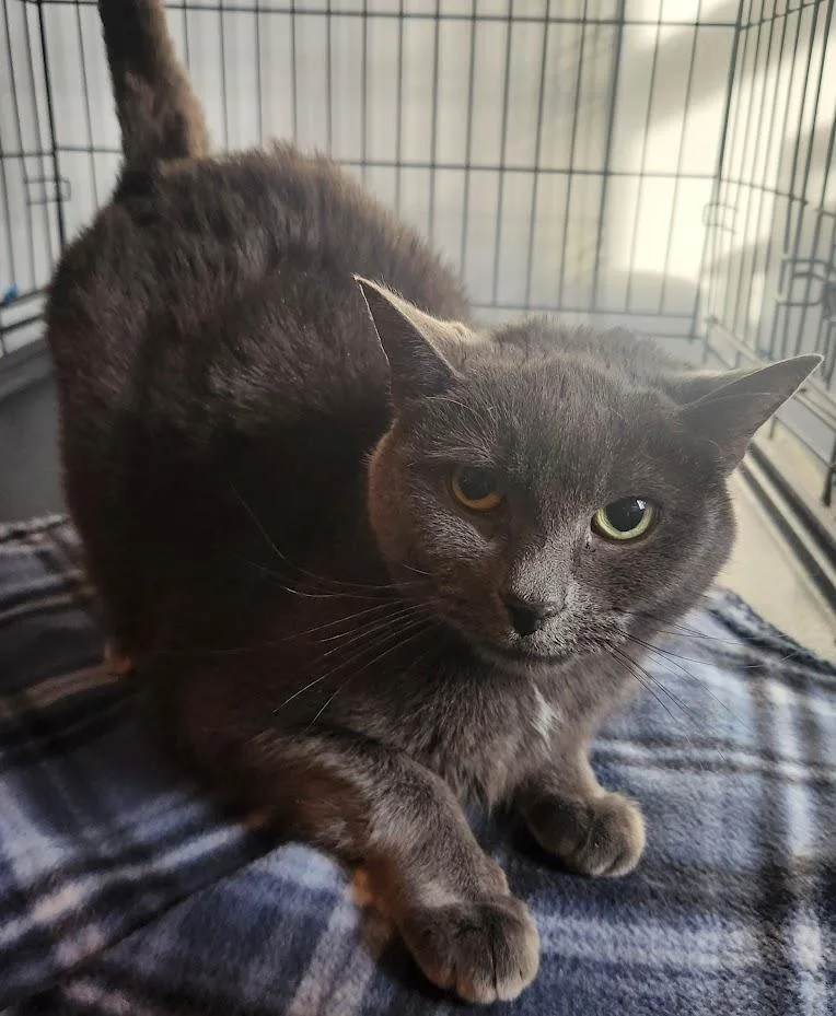 An adult medium-sized female Gray / Blue / Silver Domestic Short Hair cat named Sasha for adoption in Crompond, NY