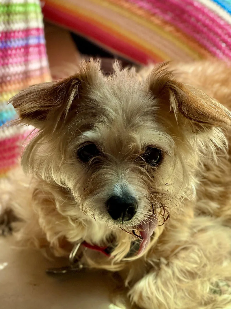An adult small-sized female Border Terrier dog named Muffin for adoption in San Francisco, CA