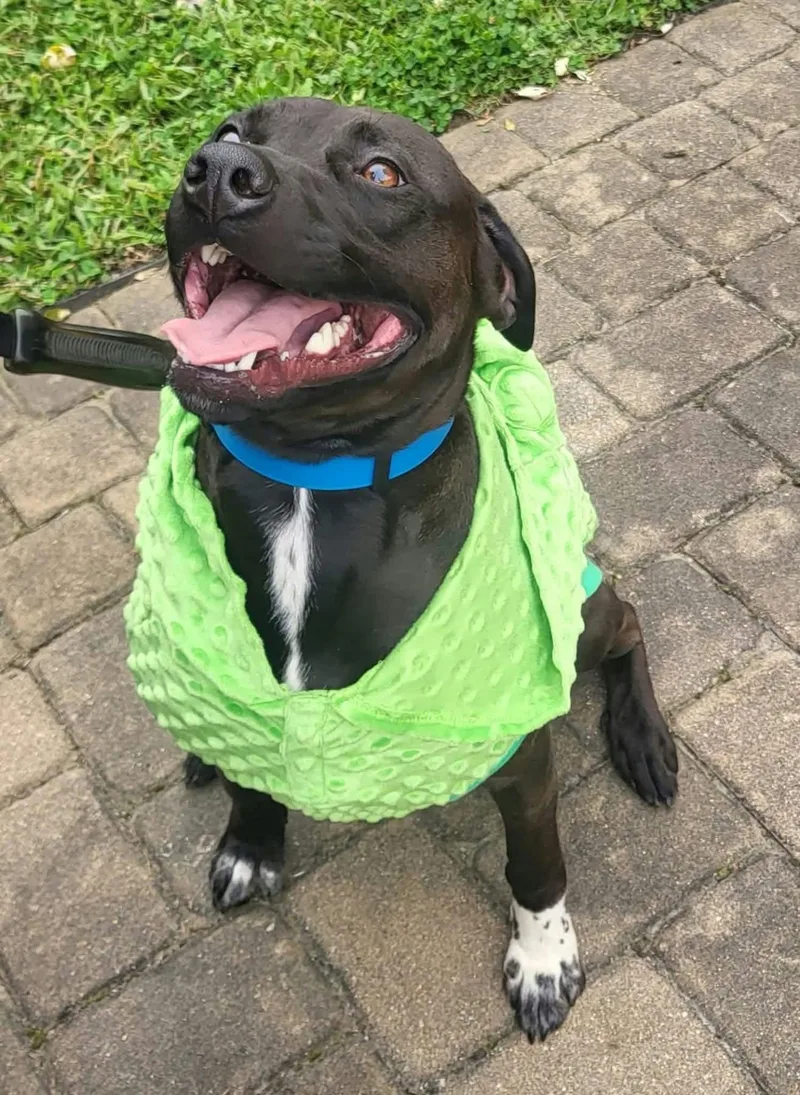 A baby medium-sized male Labrador Retriever dog named BottleCap for adoption in Germantown, OH