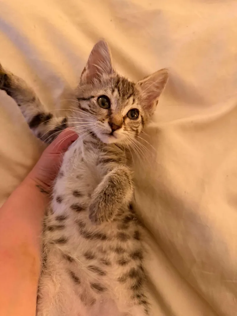 A baby medium-sized male Domestic Short Hair cat named Linus for adoption in Holbrook, NY