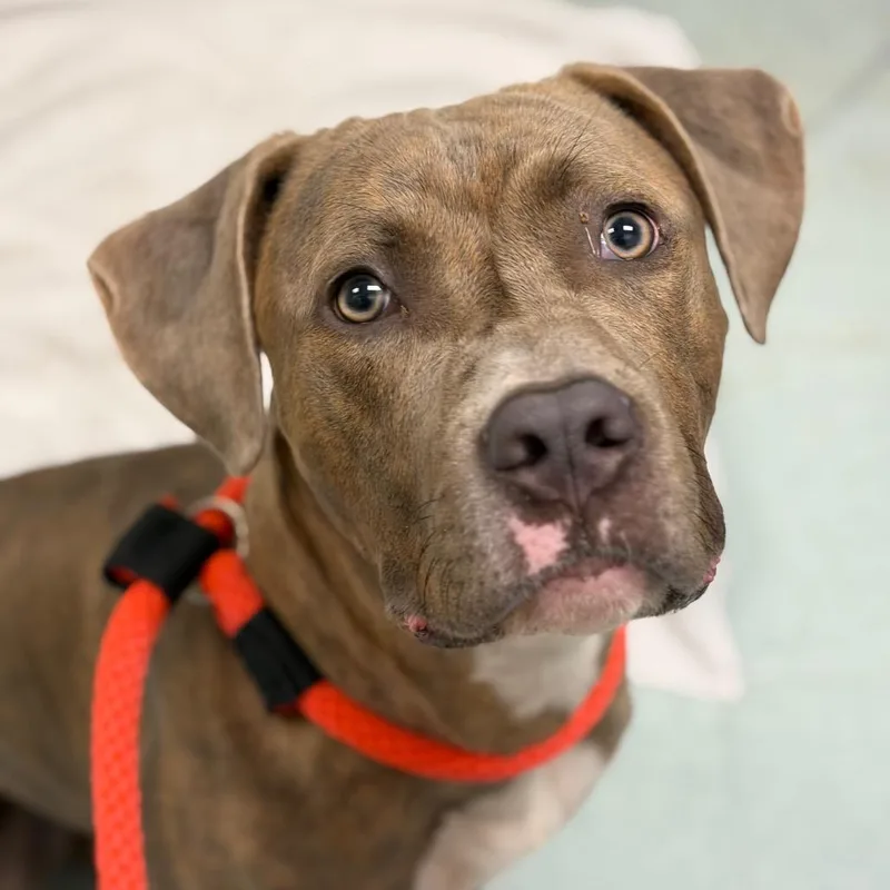 A young medium-sized male Brown / Chocolate Cane Corso dog named Huey for adoption in Philadelphia, PA