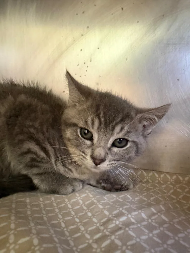 A baby medium-sized male Domestic Short Hair cat named Leonardo for adoption in Pomona, NY