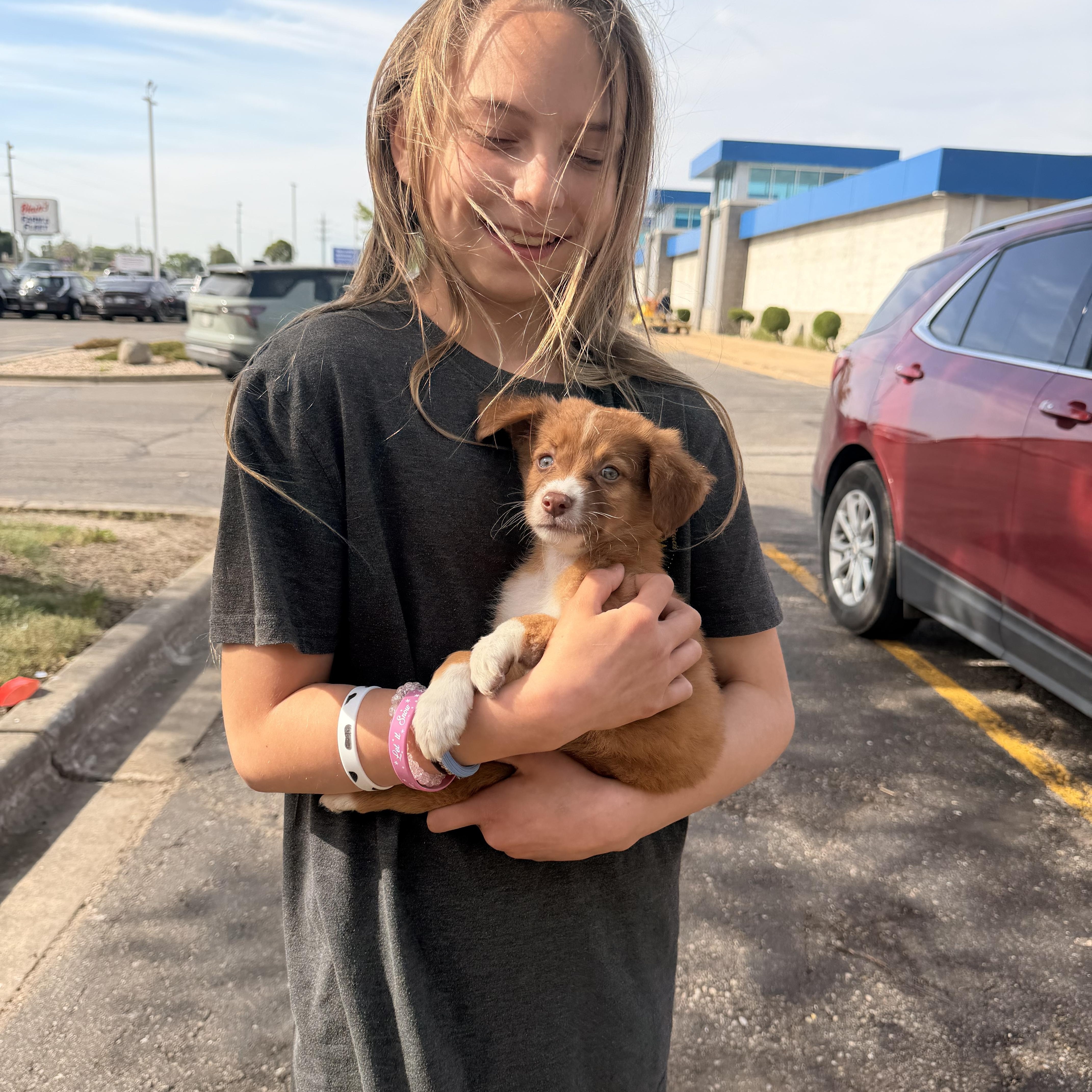 A baby small-sized male Mixed Breed dog named Asher for adoption in Monona, WI