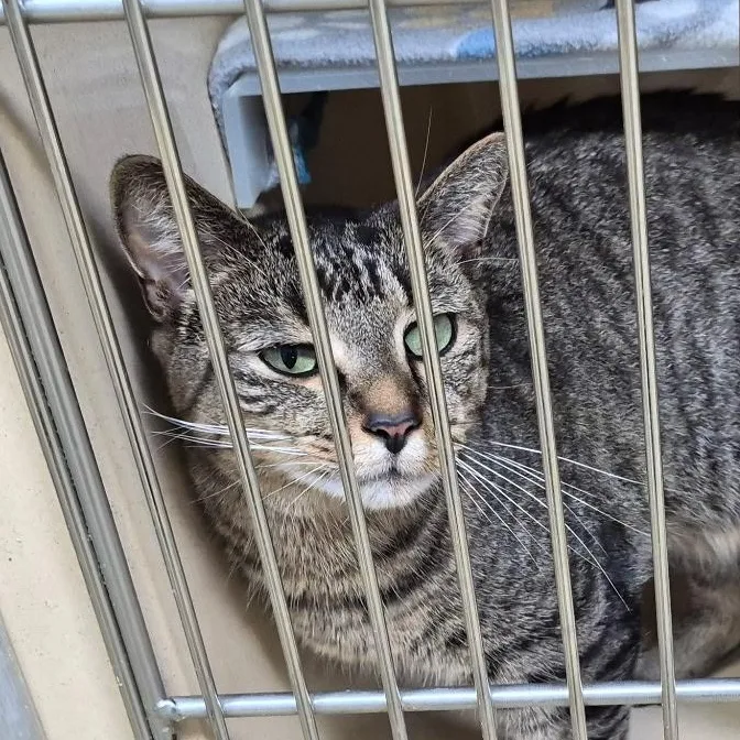 An adult medium-sized male Tabby (Brown / Chocolate) Tabby cat named Sage for adoption in Clarksville, VA