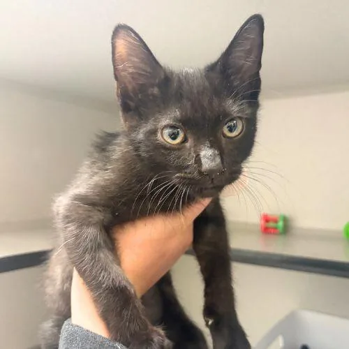 A baby small-sized male Domestic Short Hair cat named Tomorrow for adoption in Aurora, CO