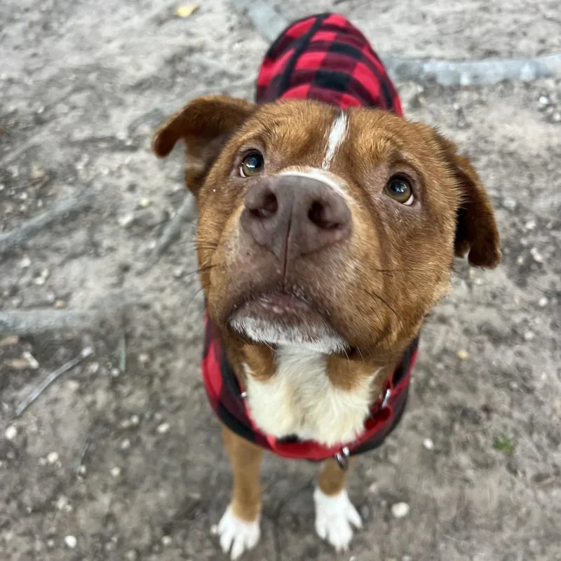 An adult medium-sized male Red / Chestnut / Orange Mixed Breed dog named Oso for adoption in Spring, TX