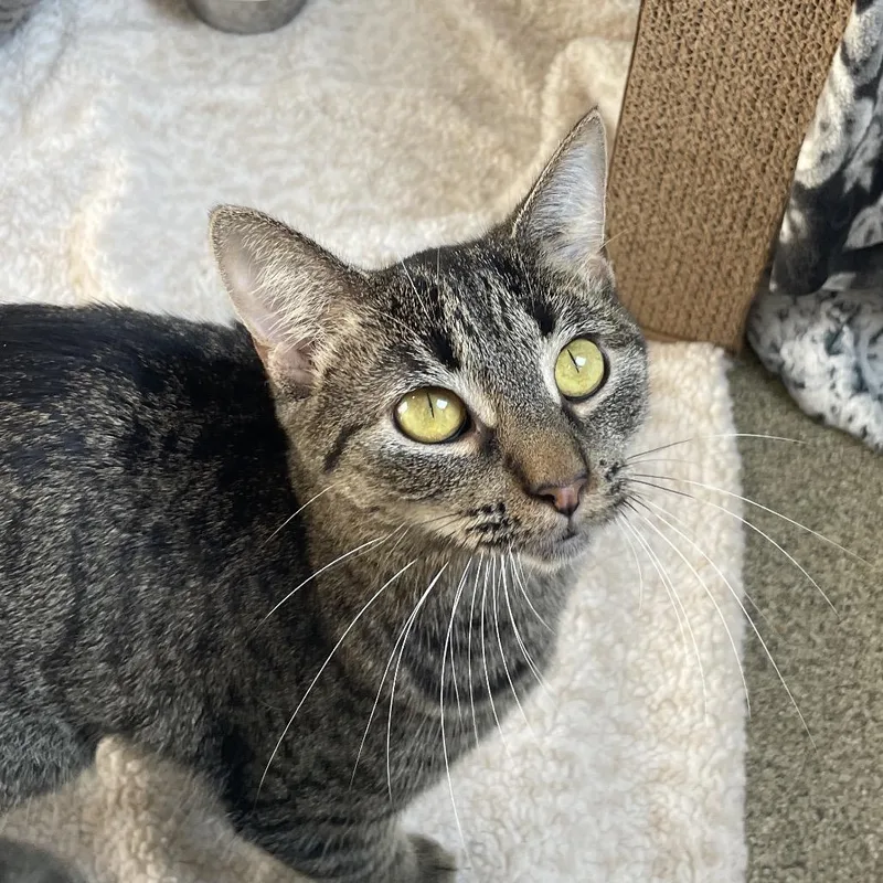 An adult medium-sized female Brown / Chocolate Domestic Short Hair cat named Afternoon Tea for adoption in Chicago, IL
