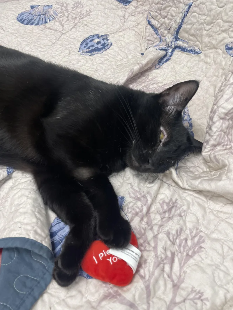 Lady Bug thumbnail 2