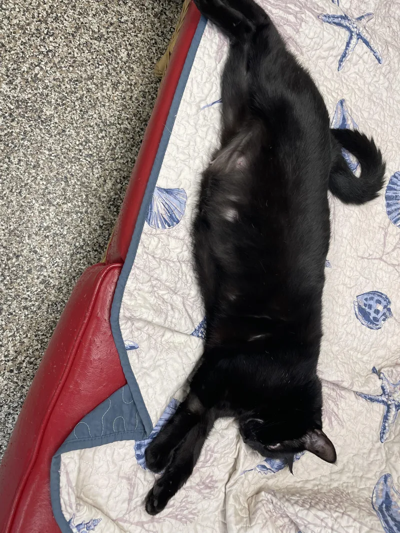 Lady Bug thumbnail 3