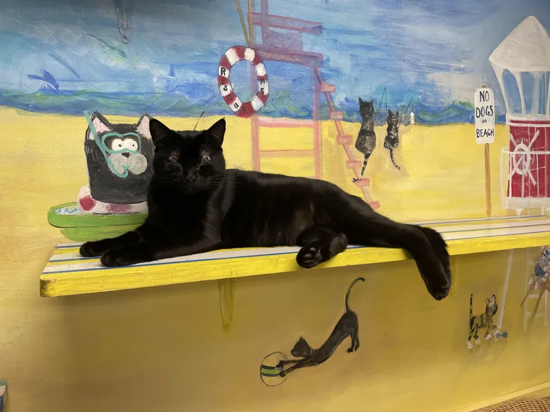 Lady Bug thumbnail 4