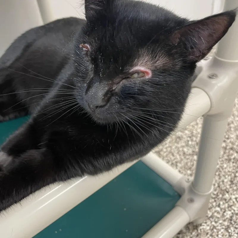 Lady Bug thumbnail 5