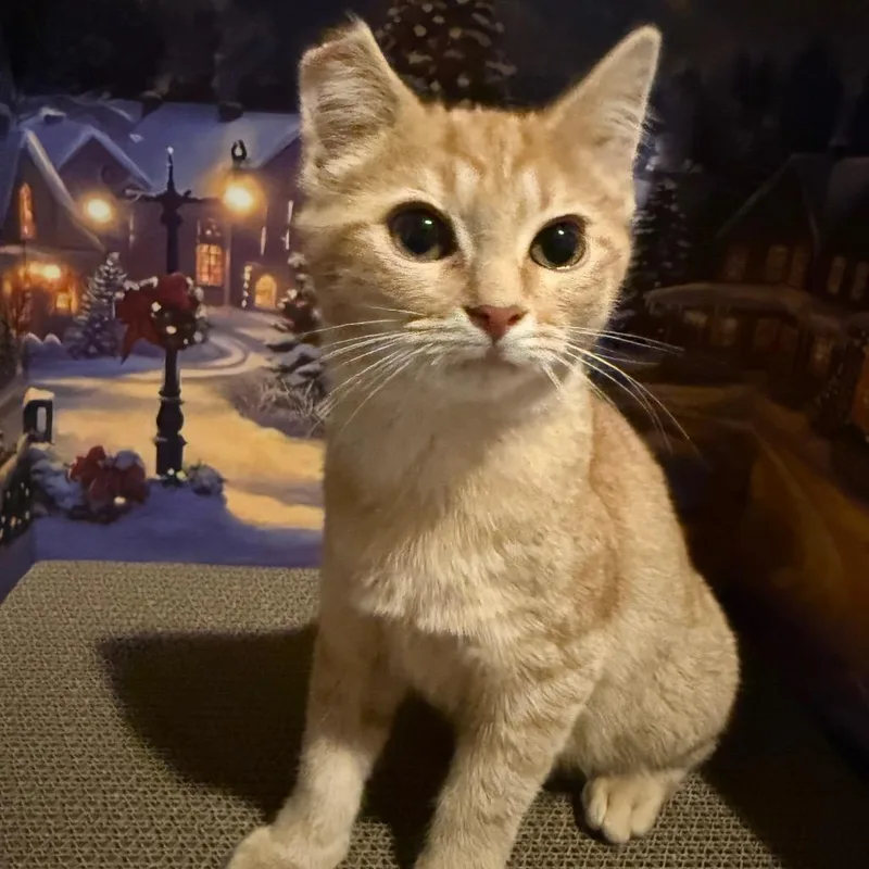 A young small-sized male Orange / Red Domestic Short Hair cat named Gravy for adoption in Hedgesville, WV