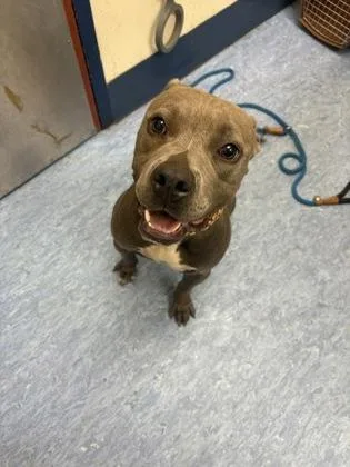 A young medium-sized male Gray / Blue / Silver Mixed Breed dog named Mr. Mush for adoption in Charleston, SC