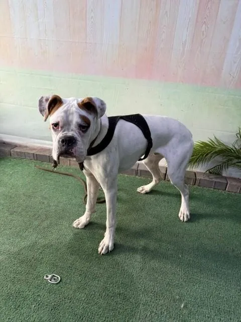 A young medium-sized male Boxer dog named A for adoption in Baldwin Park, CA