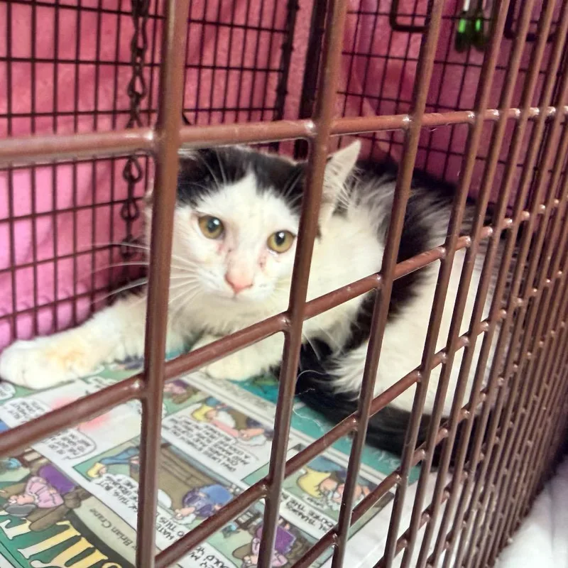 A baby small-sized male Gray / Blue / Silver Domestic Short Hair cat named Comet for adoption in Aldie, VA