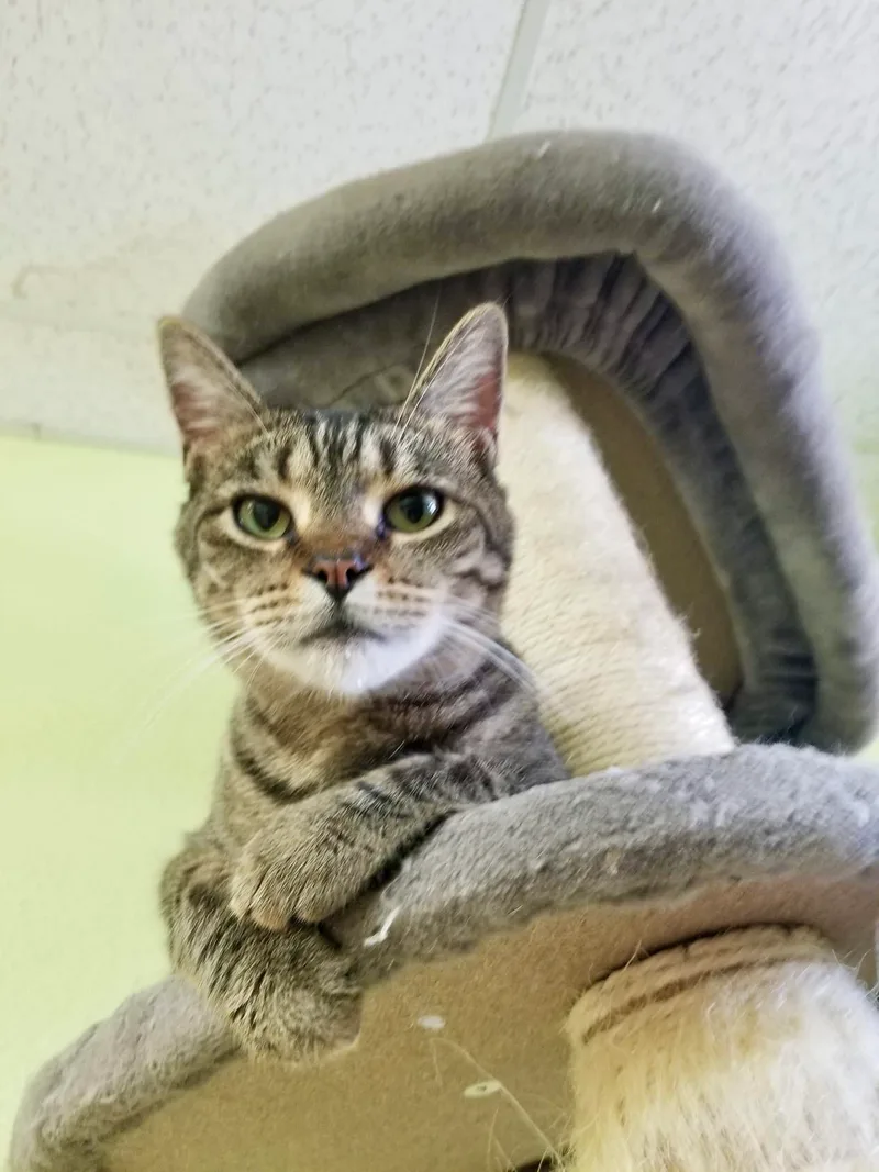 A young small-sized female Tabby (Buff / Tan / Fawn) American Shorthair cat named Mckenzie for adoption in Tunica, MS