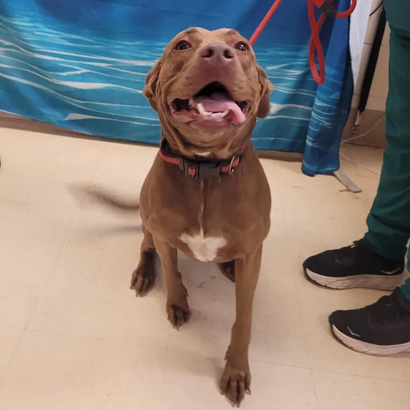 An adult large-sized male Brown / Chocolate Mixed Breed dog named Thor for adoption in Lake Panasoffkee, FL