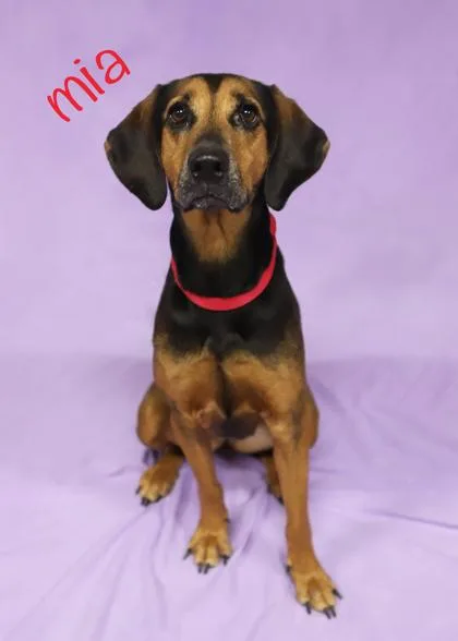 An adult medium-sized female Hound dog named Mia for adoption in Parma, OH
