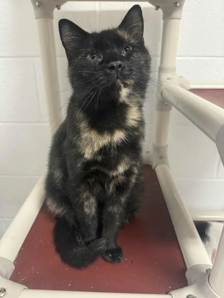 A young medium-sized female Domestic Short Hair cat named Beasley for adoption in Marion, OH
